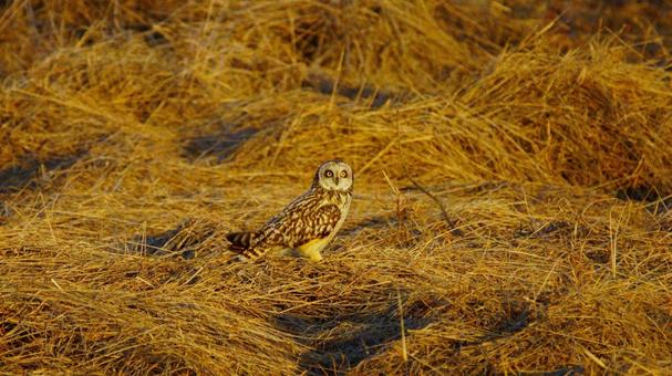 地面に降りたコミミズク 地面に降りたコミミズクの写真