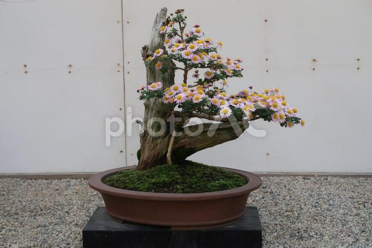 後楽園の敷地内　盆栽の展示会 フラワーアレンジメント,優しい花,公園の花の写真素材