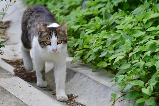 ねこさん、こっちへおいで ねこさん、こっちへおいでの写真
