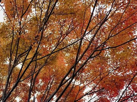 赤く色づいた紅葉 赤く色づいた紅葉の写真