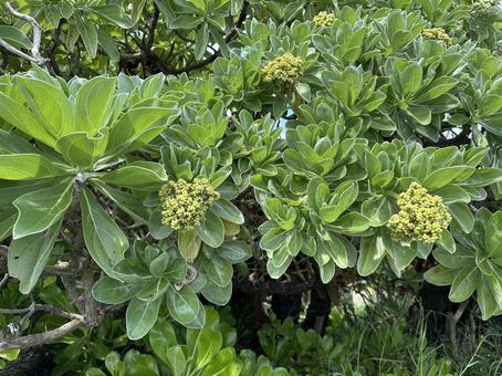 南国 植物 亜熱帯 野生 クサトベラ 南国 植物 亜熱帯 野生 クサトベラ 風景,景色,自然の写真素材