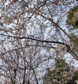 さくらのボケ背景-17 さくらのボケ背景-17 背景,ボケ,さくらの写真素材