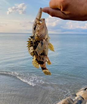 Rockfish, JPG