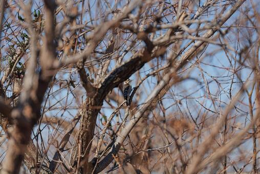 枝に止まって見回すコゲラ コゲラ,キツツキ,野鳥の写真素材