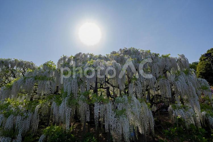 春のあしかがフラワーパーク 藤,フジ,花の写真素材