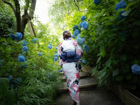 32:紫陽花と浴衣の女性 32:紫陽花と浴衣の女性 紫陽花,あじさい,浴衣の写真素材