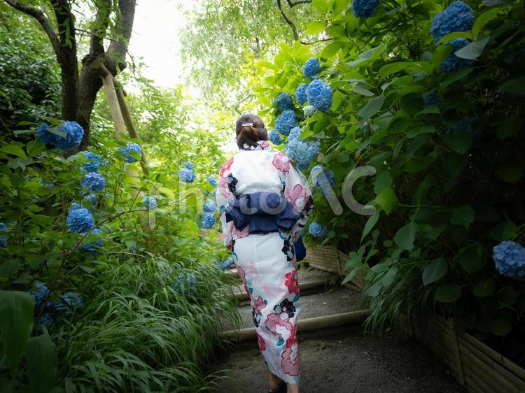 32：紫陽花と浴衣の女性 紫陽花,あじさい,浴衣の写真素材