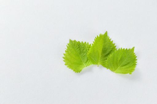 フレッシュな3枚の大葉/青じその素材 フレッシュな3枚の大葉/青じその素材の写真