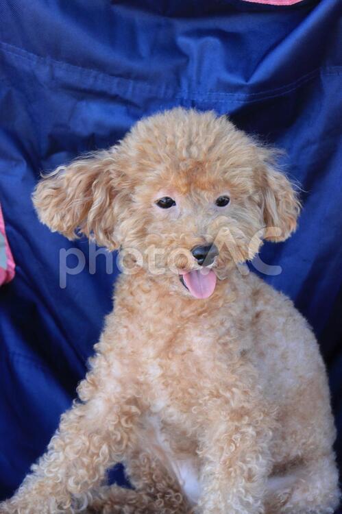 舌を出している犬 舌,犬,暑いの写真素材