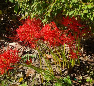 Red spider lily, JPG Red spider lily, JPG