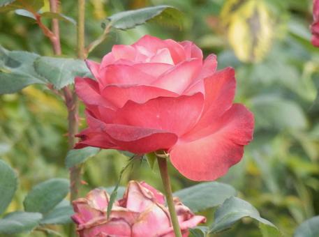 【薔薇の写真】バラの花 バラ,薔薇,植物の写真素材