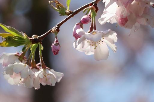 桜 さくら,桜,春の写真素材