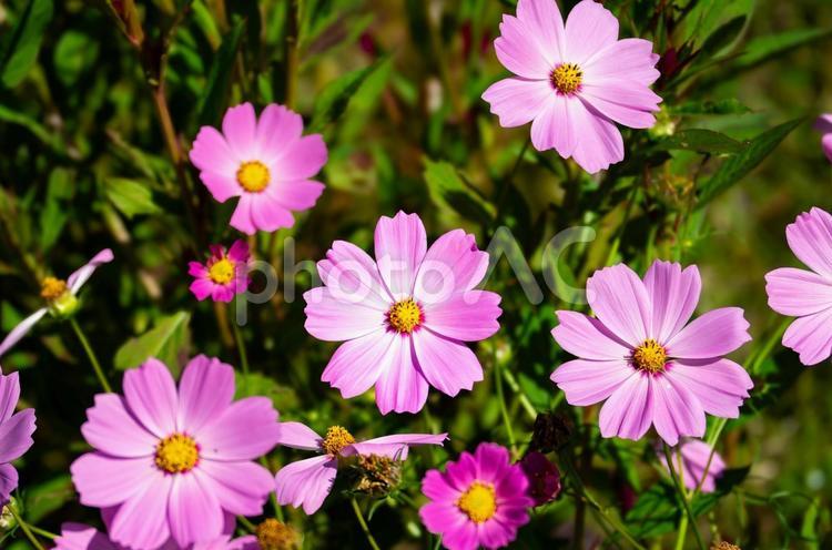 秋の野原に咲くピンクのコスモスの花 コスモス,花,秋の写真素材