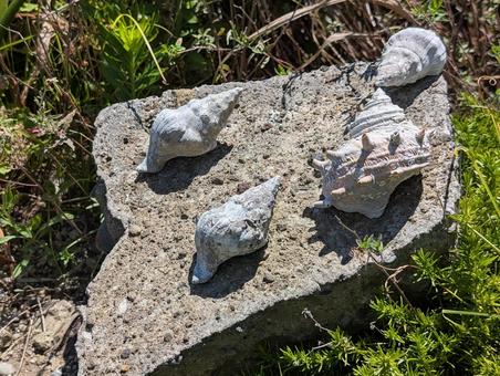 White shells found in Yokosuka, JPG