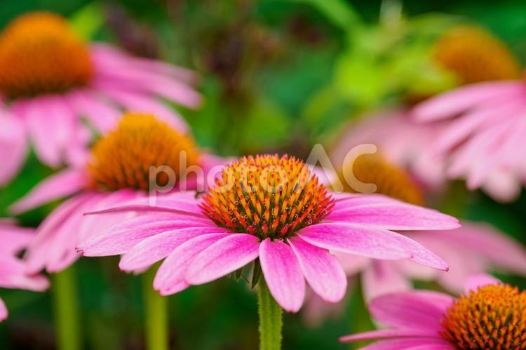 エキナセア⑵ 花,エキナセア,ムラサキバレンギクの写真素材