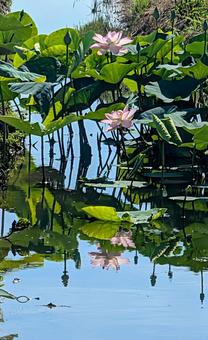 Lotus flowers reflected on the water: Summer water mirror, JPG