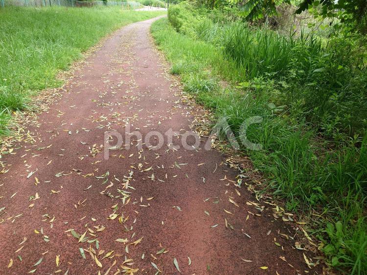 大雨で落ち葉だらけの散歩道 大雨,落ち葉,散歩道の写真素材