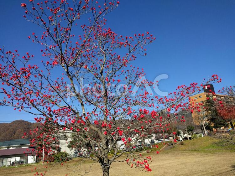 赤い実　晩秋　青空 ブランチ,何人もありません,公園の写真素材