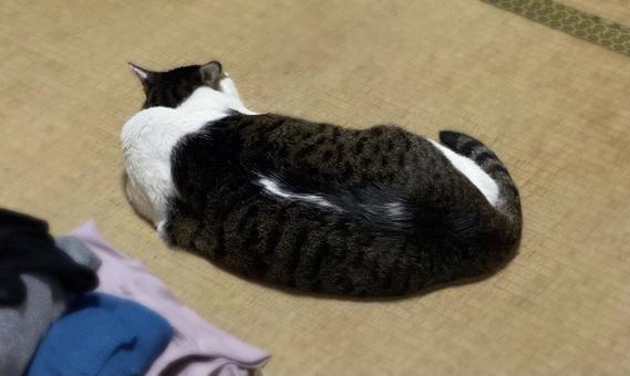 畳の上でお眠りになられるキジ白猫さん 猫,キジ白,微睡むの写真素材
