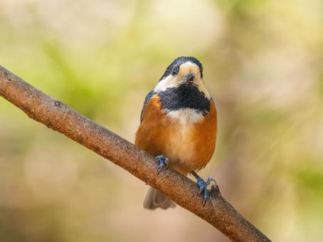 枝にとまるヤマガラ ヤマガラ,野鳥,鳥の写真素材