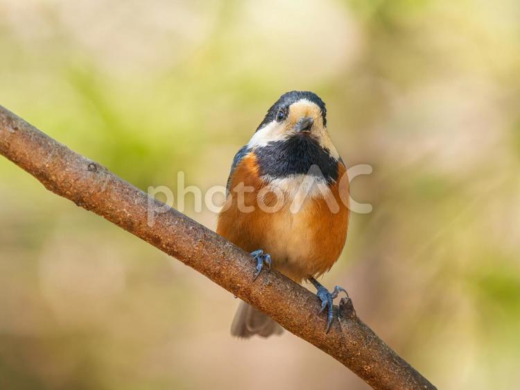 枝にとまるヤマガラ ヤマガラ,野鳥,鳥の写真素材