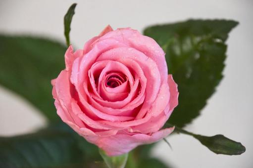 ピンクのばら ピンクのばら ばら,薔薇,ピンクの写真素材