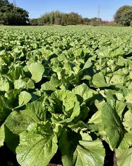 大きくなる前の白菜 白菜,葉野菜,野菜の写真素材