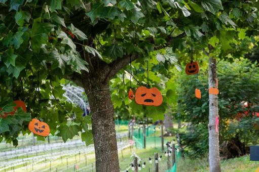 ハロウィンの飾り⑵ ハロウィンの飾り⑵ ハロウィン,飾り,カボチャの写真素材