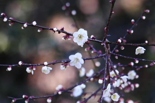 美しい背景と白い梅の花 花,春,梅の写真素材