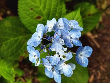 紫陽花 紫陽花の写真