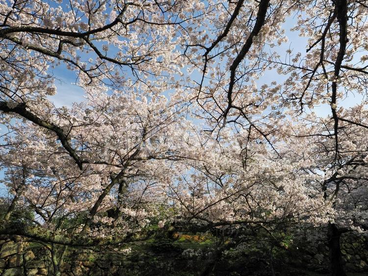 桜の木がある風景 さくら,桜,サクラの写真素材
