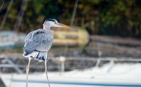 アオサギ アオサギの写真
