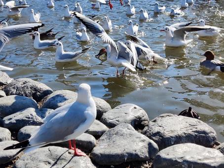 水面に集まるカモメたち 水面に集まるカモメたち カモメ,鳥,水面の写真素材