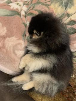 横向きで寝る犬 横向きで寝る犬の写真