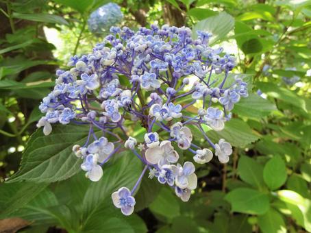 紫陽花.003 紫陽花.003の写真