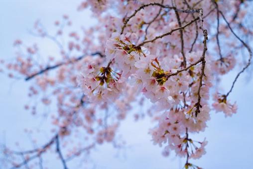 桜 桜の写真