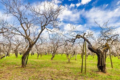 偕楽園公園　満開の梅園 偕楽園,花,梅の写真素材