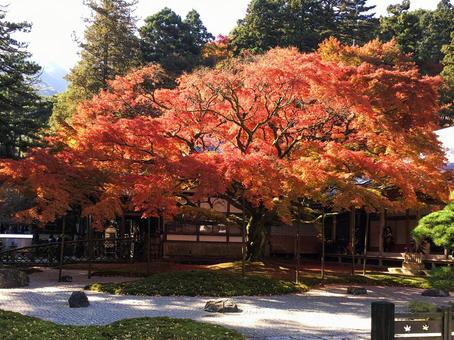 糸島市雷山千如寺の紅葉 糸島市雷山千如寺の紅葉 紅葉,秋,糸島市の写真素材