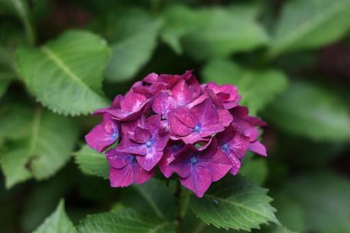 鮮やかな紫のアジサイ アジサイ,紫陽花,紫の写真素材