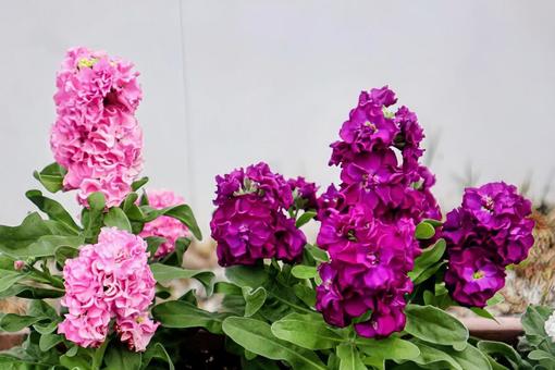 真面目 ストック,花,flowerの写真素材