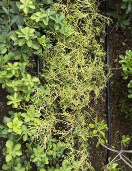 グリーン グリーン,緑,屋外の写真素材