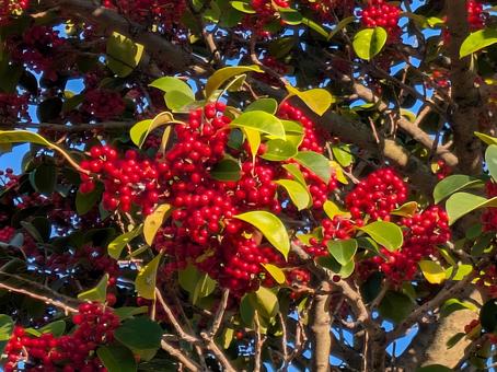 クロガネモチ 東京,小平市,景色の写真素材
