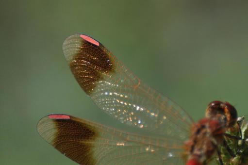 赤トンボの写真