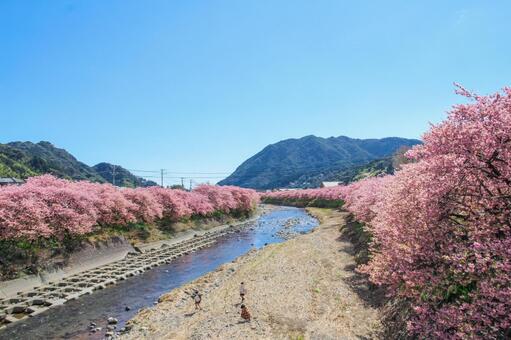 青空に映える満開の河津桜 桜,河津桜,春の写真素材