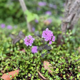 コバノランタナの写真