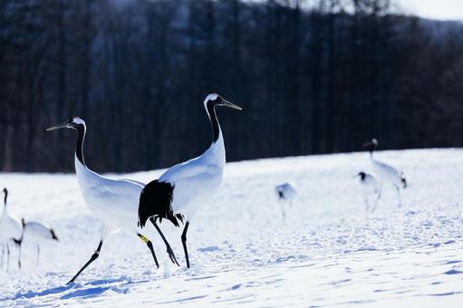 鶴 鶴 鶴,タンチョウ,タンチョウヅルの写真素材