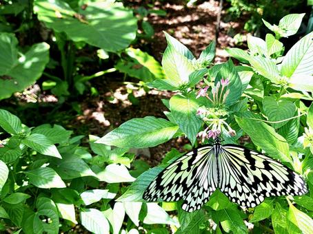 Photo, flying madara, butterfly, creatures, 