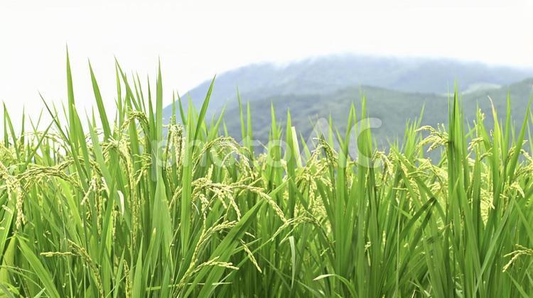 稲が風にそよそよ 稲,稲穂,夏の写真素材