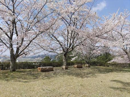 桜のある公園 桜のある公園の写真