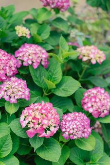 ピンクの紫陽花1 ピンクの紫陽花1の写真